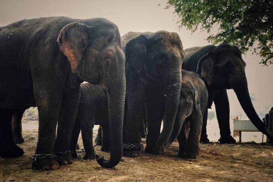 elephant