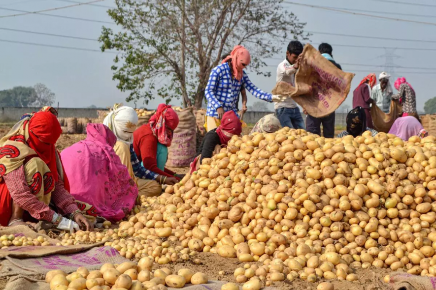 potato farmers