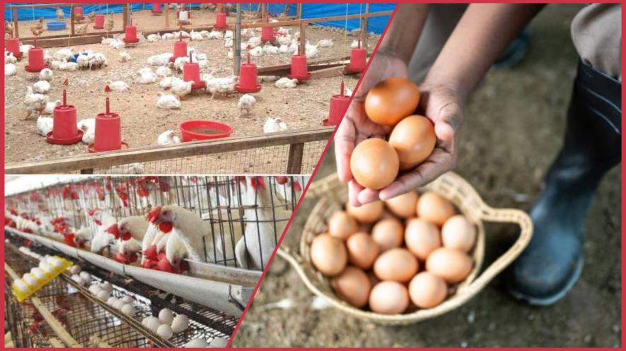 Poultry Farming