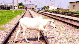  रेलवे पटरियों पर पशुओं की मौत