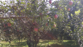 कश्मीर: सेब के उत्पादक अपनी फसल की 'क़ुर्बानी' देने को तैयार!