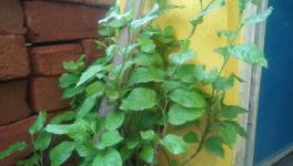 chitrak plant