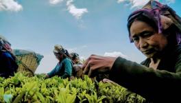 darjeeling tea workers