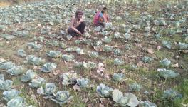 झारखंडः खेतों में सब्ज़ी बर्बाद