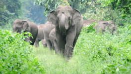 अडानी और हसदेव अरण्य वन के हाथी