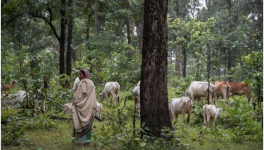 आदिवासी समुदाय पर कोयला खदान और हिंदू धर्म थोप रहा है अडानी समूह