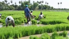 चुनाव से पहले तमिलनाडु पर कृपा बरसाने लगे राष्ट्रीय नेता, अन्नाद्रमुक के कृषि क़र्ज़ माफ़ी की आलोचना 