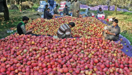 कश्मीर: व्यापारियों का दावा ड्यूटी-फ्री ‘ईरानी सेब’ से हो रहा भारी नुकसान, सरकार से हस्तक्षेप की अपील