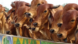 गुजरात: डॉक्टरों ने रोग प्रतिरोधक क्षमता बढ़ाने के लिये गाय के गोबर के उपचार को लेकर चेतावनी दी