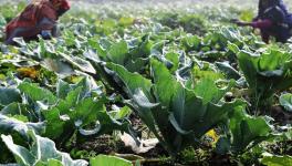 कोरोना लॉकडाउन: लगातार दूसरे साल भी महामारी की मार झेल रहे किसान!