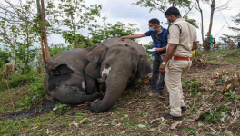 असम में बिजली गिरने से 18 जंगली हाथियों की मौत, पोस्टमार्टम में हुई पुष्टि
