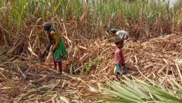 गुजरात: गन्ने के खेत में काम करने वाली आदिवासी महिलाओं की बंधुआ ज़िंदगी