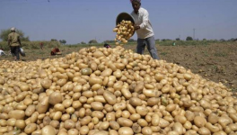 पश्चिम बंगाल: आलू की कीमत में भारी गिरावट, किसानों ने मांगा समर्थन मूल्य