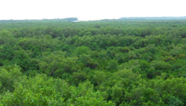 forest land