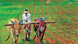 The Indian Agricultural Situation Must Not Be Misread