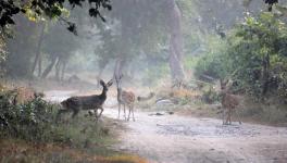 Uttarakhand Wildlife