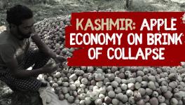  Kashmir’s apple industry