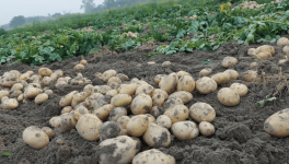 potato farming UP
