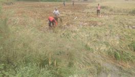यूपीः फ़सलों की कटाई के समय हुई भारी बारिश ने किसानों को आर्थिक संकट में डाल दिया