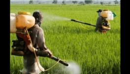 बिहार खाद संकटः फ़सल बचाने के लिए डीलर की दुकानों पर रात गुज़ार रहे हैं किसान